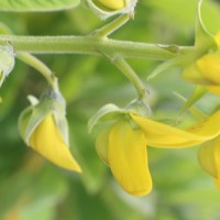 Crotalaria beddomeana Thoth. & A.A.Ansari